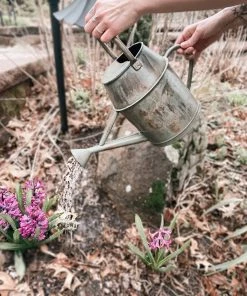 Happy Gardens New Arrivals Antique Green Watering Can