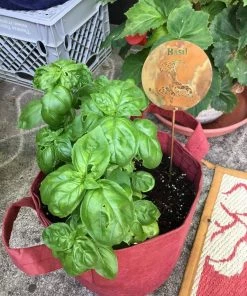 Happy Gardens Basil Herb Garden Stake Garden Stakes & Rain Gauges