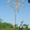Happy Gardens Garden Stakes & Rain Gauges Butterfly On Branch Garden Stake
