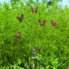 Happy Gardens Butterfly Whimsy Flutterer