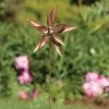 Happy Gardens Wind Spinners Dahlia Flower Wind Spinner 8"
