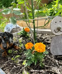 Happy Gardens Statues Dog River Stone Garden Statue 11 Happy Gardens Statues Dog River Stone Garden Statue