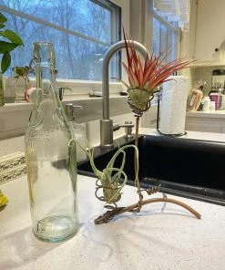 Happy Gardens Double Air Plant Holder Accessories