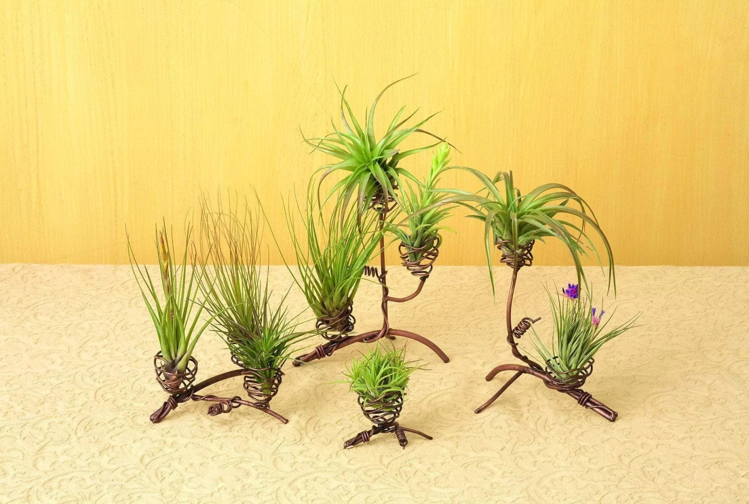 Happy Gardens Double Air Plant Holder Accessories 5 Happy Gardens Double Air Plant Holder Accessories