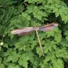 Happy Gardens Dragonfly Garden Stake Bold