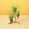 Happy Gardens Elevated Triple Air Plant Holder Best Sellers