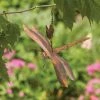 Happy Gardens Hanging Dragonfly Branch Ornament Ornaments