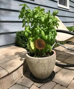 Happy Gardens Garden Stakes & Rain Gauges Oregano Herb Garden Stake 7 Happy Gardens Garden Stakes & Rain Gauges Oregano Herb Garden Stake