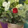 Happy Gardens Garden Stakes & Rain Gauges Red Rose Plant Pick