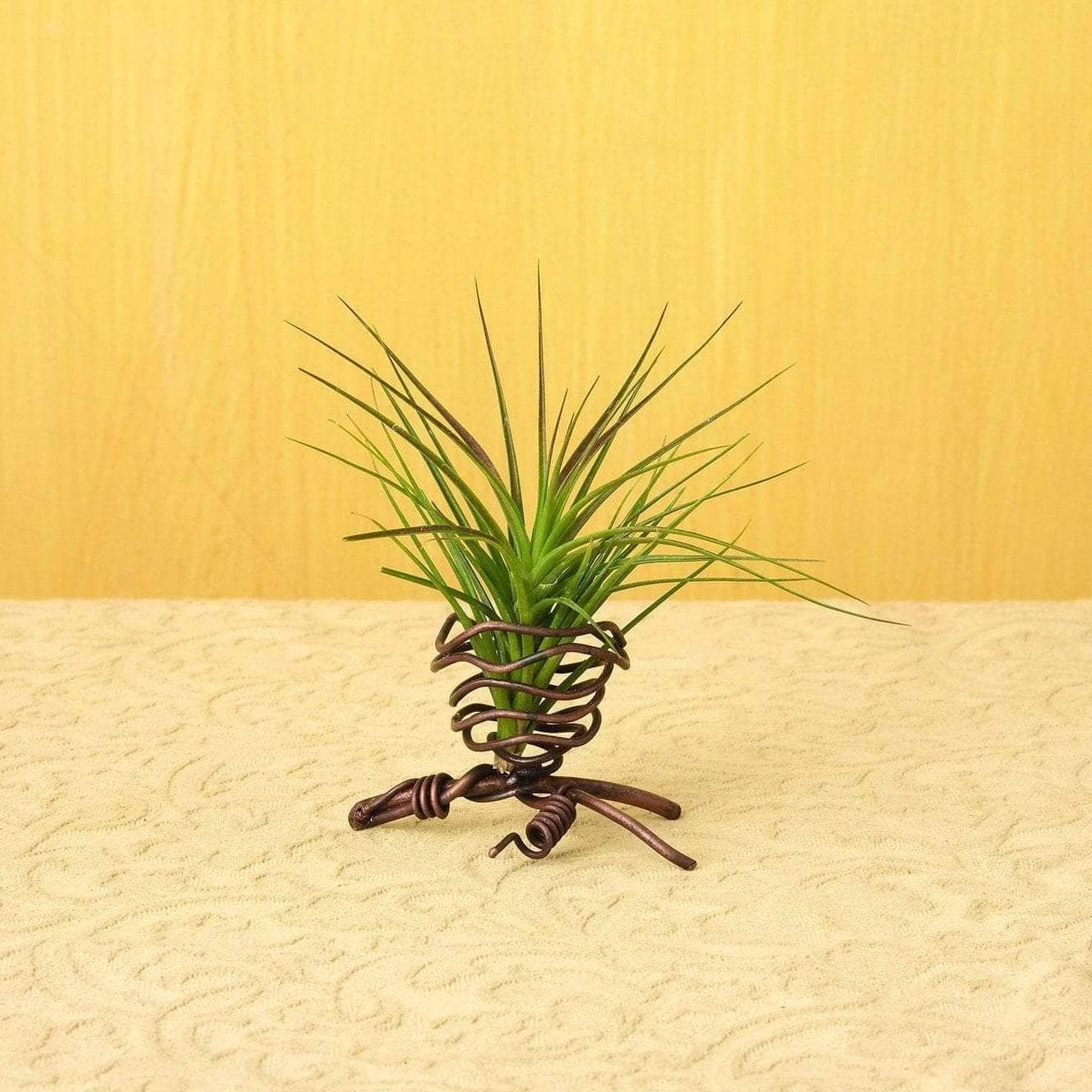 Happy Gardens Single Air Plant Holder 1 Happy Gardens Single Air Plant Holder