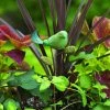 Happy Gardens Teal Bird Plant Pick