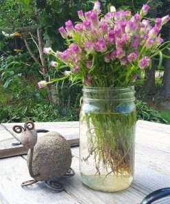 Happy Gardens Tortoise Garden Statue Statues