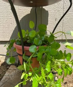 Happy Gardens Two Tier Bird Bath - Flamed Birdhouses/Baths 15 Happy Gardens Two Tier Bird Bath - Flamed Birdhouses/Baths