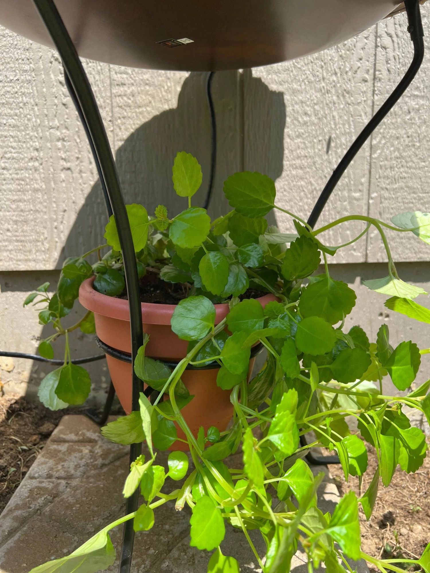 Happy Gardens Two Tier Bird Bath - Flamed Birdhouses/Baths 9 Happy Gardens Two Tier Bird Bath - Flamed Birdhouses/Baths